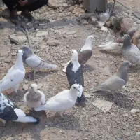 کفتر|پرنده|برازجان, |دیوار