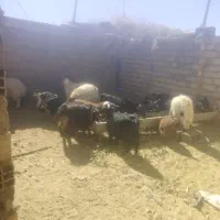 بزغاله نر وبره نر|حیوانات مزرعه|سده (خراسان جنوبی), |دیوار