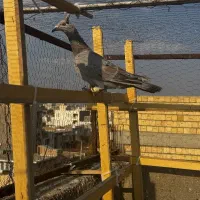 کبوتر هفترنگ خطی ماده