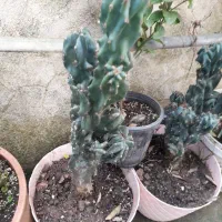 گلهای طبیعی مناسب منزل شما|گل و گیاه طبیعی|رشت, ترمینال|دیوار