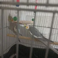 پرنده عروس هلندی|پرنده|بومهن, |دیوار