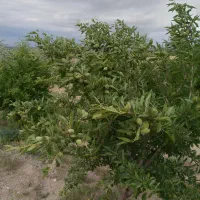 ویلا باغ زمین ۱۹۰۰ متری دارای استخر واب|فروش دفتر صنعتی، کشاورزی، تجاری|آذرشهر, |دیوار