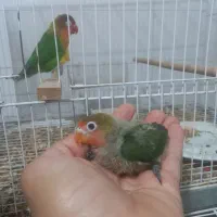 جوجه طوطی کوتوله برزیلی|پرنده|بندرعباس, |دیوار