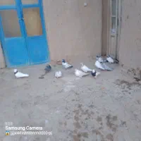 تعدادی کبوتر درشت