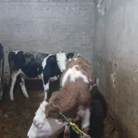 گاو|حیوانات مزرعه|بروجرد, |دیوار