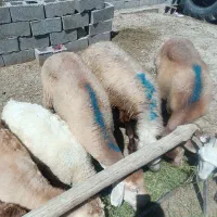 گوسفند و بز