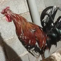 خروس|حیوانات مزرعه|آبپخش, |دیوار