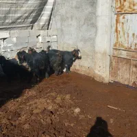 بز وتیشتر|حیوانات مزرعه|ناغان, |دیوار