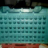 قالب سبد سیب با طرح سیب ،صادراتی در حد نو سالم