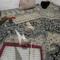 عروس هلندی|پرنده|کرمانشاه, |دیوار