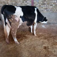 گاو سیمینتال مونت آبستن