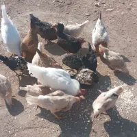 مرغ خروس جوجه