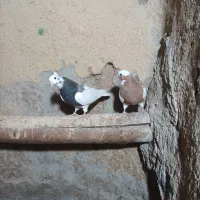 کبوتر طوقی|پرنده|باروق, |دیوار