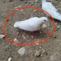 کبوتر سفید سینه طلایی