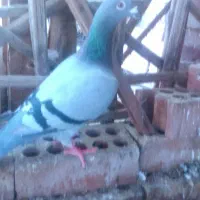 کفتر|پرنده|جیرفت, |دیوار