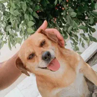 یک جفت سگ پاکوتاه|سگ|شیروان (خراسان), |دیوار