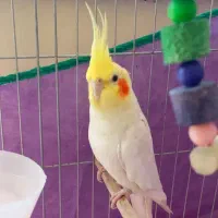 عروس هلندی نر