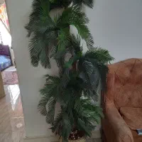 درختچه