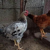 خروس دو رگه جوان
