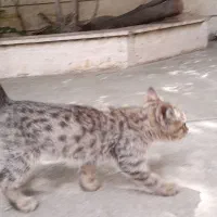 گربه