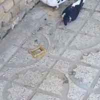 کبوتر|پرنده|تربتحیدریه, آغوی|دیوار