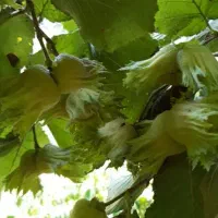 فندق درشت فرانسوی اعلا|خوردنی و آشامیدنی|تهران, ونک|دیوار