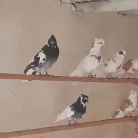 کبوتر