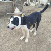 سگ گوسفندی|سگ|بجنورد, |دیوار