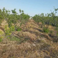 فروش باغ دارای استخر اتاق و حق آب و سند قطعی