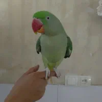 پول نیازم قیمت مناسب انواع طوطی سانان معاوضه فروش|پرنده|اردکان, |دیوار