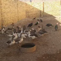 غازومورغ و خروس