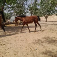 اسب|اسب و تجهیزات اسبسواری|شهرکرد, |دیوار