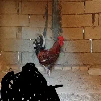 کوت عبدالله
