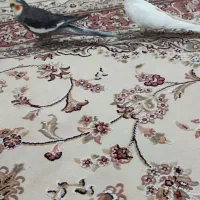 عروس هلندی مولد