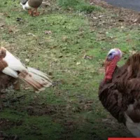 فروش بوقلمون نر محلی جوان. و سالم برای شب چله|حیوانات مزرعه|دهگلان, |دیوار