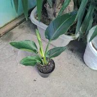 گلهای آپارتمانی دیفن پتوس آگلونما