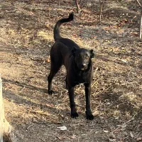 واگذاری سگ سرابی ماده