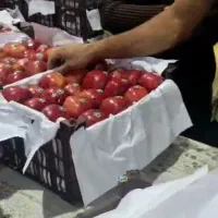 سیب مناسب فروش داخل و صادرات