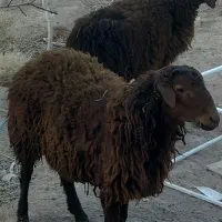 بره نر پرواری ۶۴۰/۰۰۰