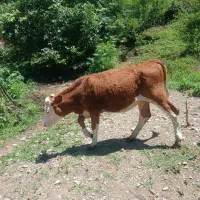 سیمیمتال
