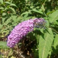 نهال زیبای دم روباهی