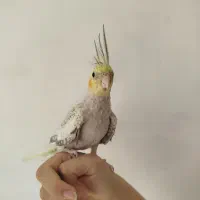 عروس هلندی دستی|پرنده|شاهین‌شهر, نبوت|دیوار