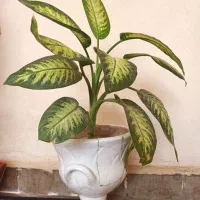 گل دیفن باخیا