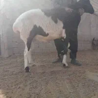 قوچ گله ای درشت هیکل وکشیده، سنگین وزن|حیوانات مزرعه|شیراز, جانبازان|دیوار