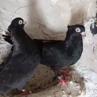 جفت صرب|پرنده|مسجد سلیمان, |دیوار