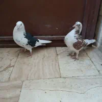 دو جفت کفتر|پرنده|رباط‌کریم, رباط‌کریم|دیوار