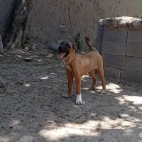 توله سرابی