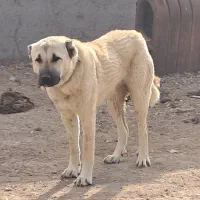 فروش چند قلاده سگ کانگال