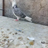 کفتر یجای|پرنده|قم, سید معصوم|دیوار