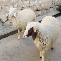 بره نر مخصوص کشتار یا پروار
